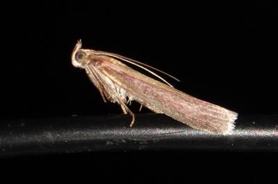 <i>Oncocera semirubella</i>