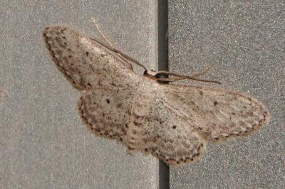 <i>Idaea seriata</i>
