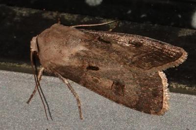 <i>Agrotis exclamationis</i>