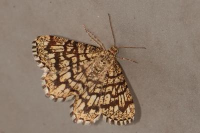 <i>Chiasmia clathrata</i>