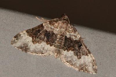 <i>Epirrhoe galiata</i>