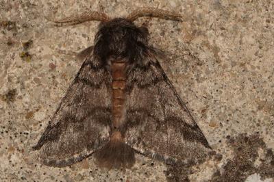 <i>Thaumetopoea processionea</i>