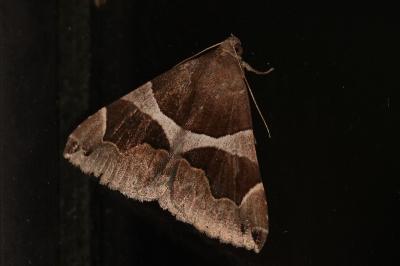 <i>Dysgonia algira</i>