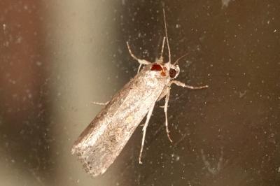 <i>Spodoptera exigua</i>