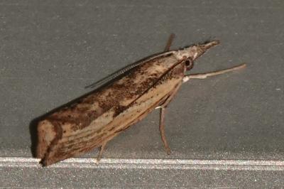 <i>Agriphila inquinatella</i>
