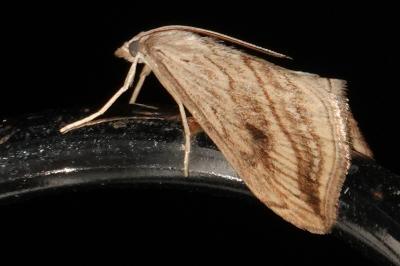 <i>Evergestis forficalis</i>