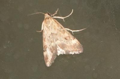 <i>Pyrausta despicata</i>