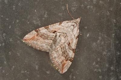 <i>Aplocera</i>