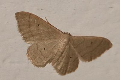 <i>Idaea straminata</i>