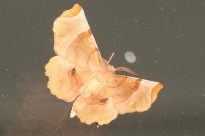 <i>Selenia tetralunaria</i>