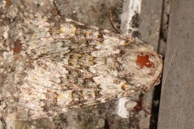 <i>Hecatera dysodea</i>