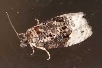 <i>Apotomis</i>