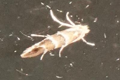 <i>Phyllonorycter</i>