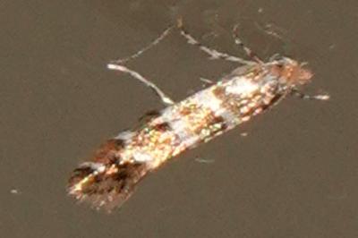 <i>Phyllonorycter</i>