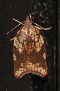 <i>Acleris rhombana</i>
