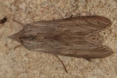 <i>Cucullia</i>