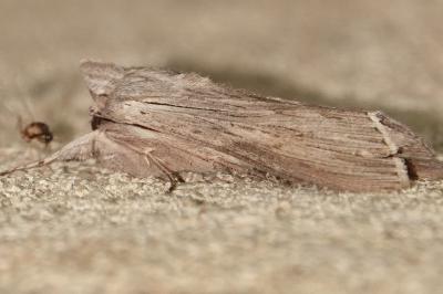 <i>Cucullia</i>