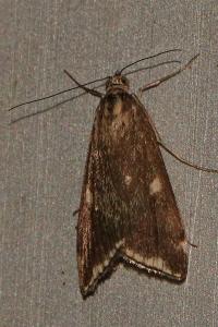 <i>Loxostege sticticalis</i>