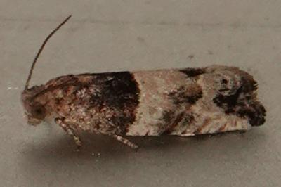 <i>Gypsonoma aceriana</i>