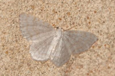 <i>Asthena albulata</i>