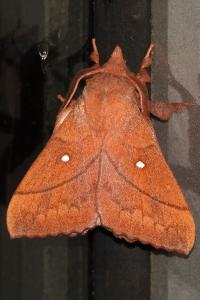 <i>Odonestis pruni</i>