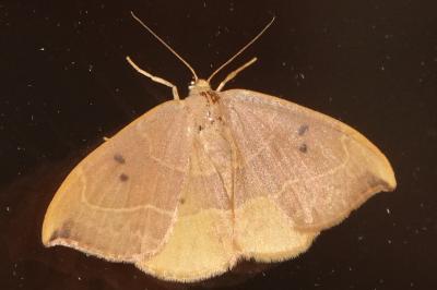 <i>Watsonalla binaria</i>