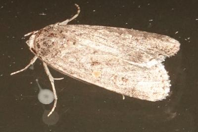<i>Spodoptera exigua</i>