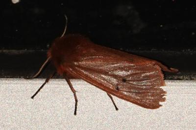 <i>Phragmatobia fuliginosa</i>