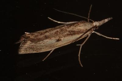 <i>Agriphila inquinatella</i>