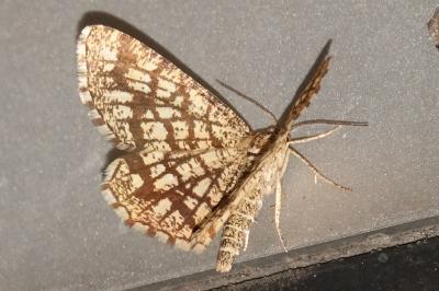 <i>Chiasmia clathrata</i>