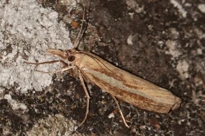 <i>Agriphila tristella</i>