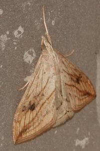<i>Evergestis forficalis</i>