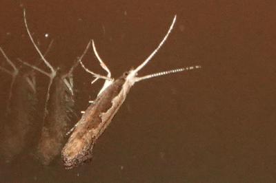 <i>Plutella xylostella</i>