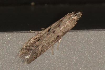 <i>Phycitodes</i>