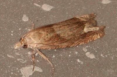 <i>Eucosma conterminana</i>