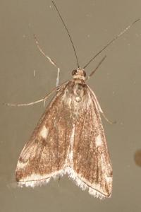<i>Loxostege sticticalis</i>