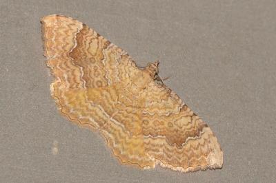 <i>Camptogramma bilineata</i>