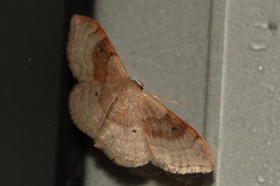 <i>Idaea degeneraria</i>