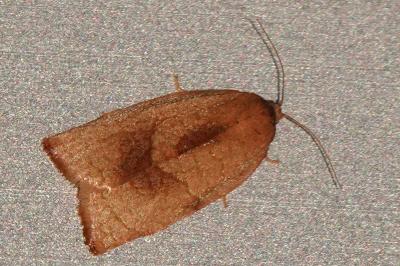 <i>Cacoecimorpha pronubana</i>