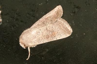 <i>Hoplodrina ambigua</i>