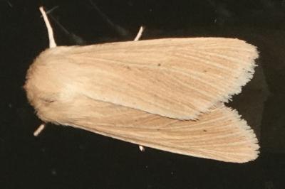 <i>Mythimna pallens</i>