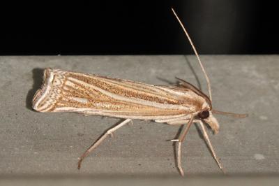 <i>Ancylolomia tentaculella</i>