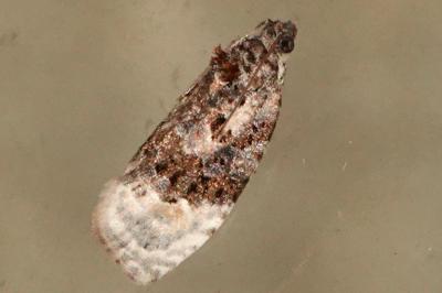 <i>Apotomis turbidana</i>