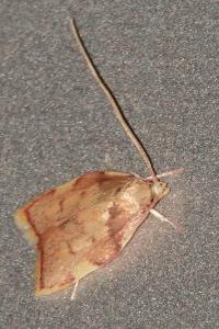<i>Carcina quercana</i>