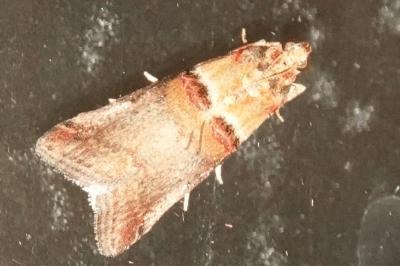 <i>Acrobasis tumidana</i>