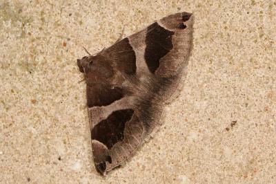 <i>Dysgonia algira</i>
