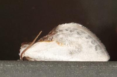 <i>Cilix glaucata</i>