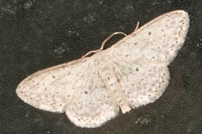 <i>Idaea seriata</i>