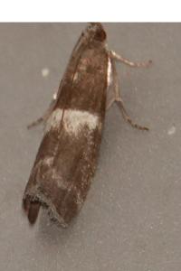 <i>Elegia similella</i>