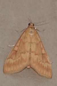 <i>Ostrinia nubilalis</i>